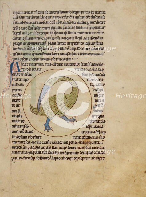 An Alcior; Northumberland Bestiary, about 1250-1260. Creator: Unknown.