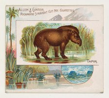 Tapir, from Quadrupeds series (N41) for Allen & Ginter Cigarettes, 1890. Creator: Allen & Ginter.