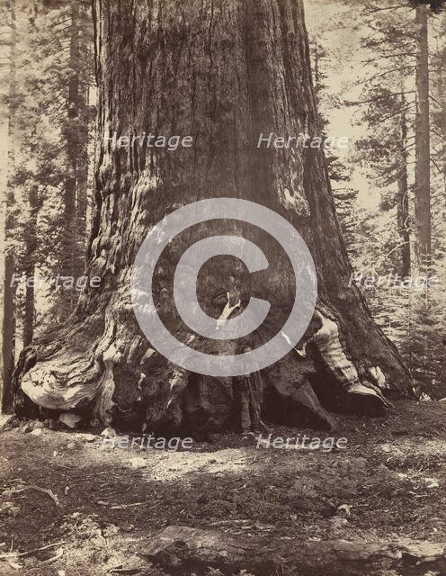 Section of the Grizzly Giant with Galen Clark, Mariposa Grove, Yosemite, 1865-66, printed ca. 1876. Creator: Carleton Emmons Watkins.