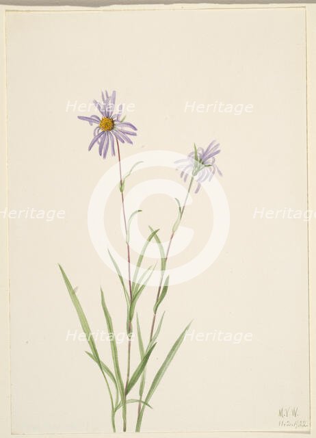 Swamp Aster (Aster paludosus), 1922. Creator: Mary Vaux Walcott.