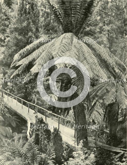 'A Rustic Bridge', 1901. Creator: Unknown.