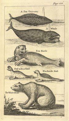 Several creatures, 1748.  Creator: Unknown.