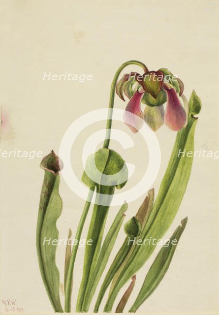 Catesby Pitcherplant (Sarracenia catesaei), 1929. Creator: Mary Vaux Walcott.