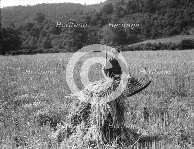 Cradling wheat near Sperryville, Virginia, 1936. Creator: Dorothea Lange.