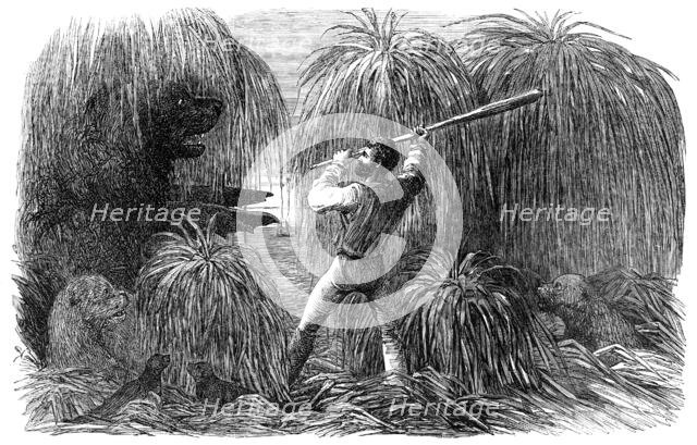 The Falkland Islands: Encounter of a Sealer with a Sea-Lion, in a Tussac Bog, 1856.  Creator: Unknown.