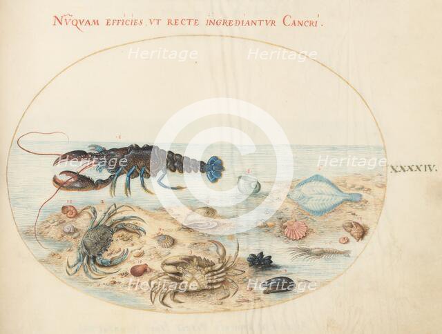 Animalia Aqvatilia et Cochiliata (Aqva): Plate XLIV, c. 1575/1580. Creator: Joris Hoefnagel.