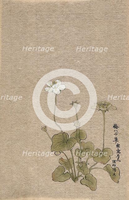 A Japanese flowering plant. Creator: Unknown.