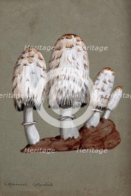Shaggy ink cap or lawyer's wig fungus (Coprinus comatus): fruiting bodies on soil, c1890s. Creator: Unknown.
