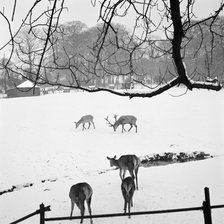 Deer in Golders Hill Park, Hendon, London, 1960-1965. Artist: John Gay