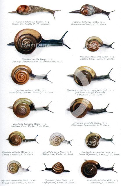 The British zonitidae, 1908-1909.Artist: J Davy Dean