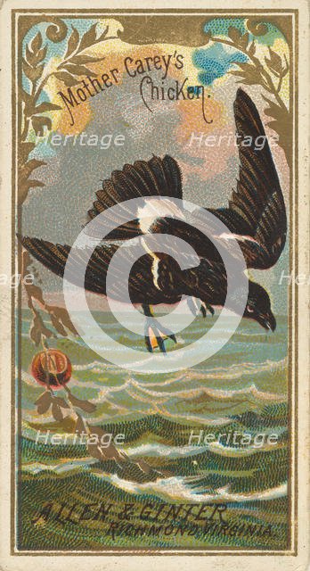 Mother Carey's Chicken, from the Birds of America series (N4) for Allen & Ginter Cigarette..., 1888. Creator: Allen & Ginter.