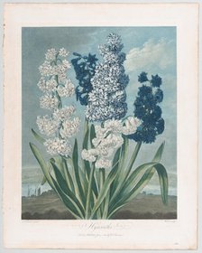 Hyacinths, from "The Temple of Flora, or Garden of Nature", June 1, 1801., June 1, 1801. Creator: Thomas Warner.