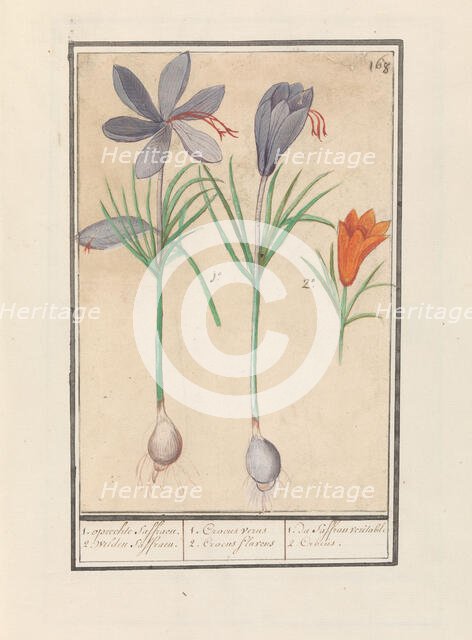 Saffron crocus (Crocus sativus), 1596-1610. Creators: Anselmus de Boodt, Elias Verhulst.