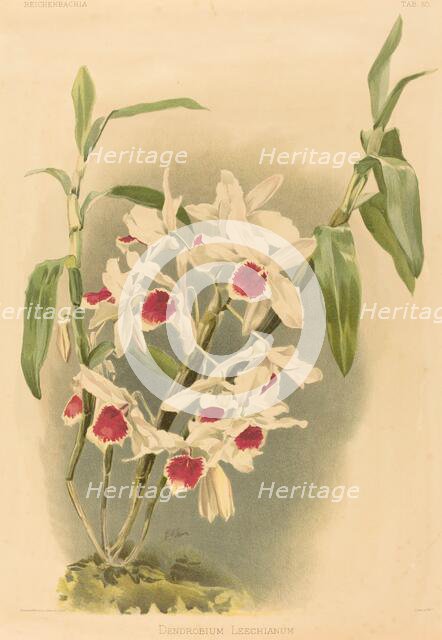 Dendrobium Leechianum. Creator: Joseph Mansell.