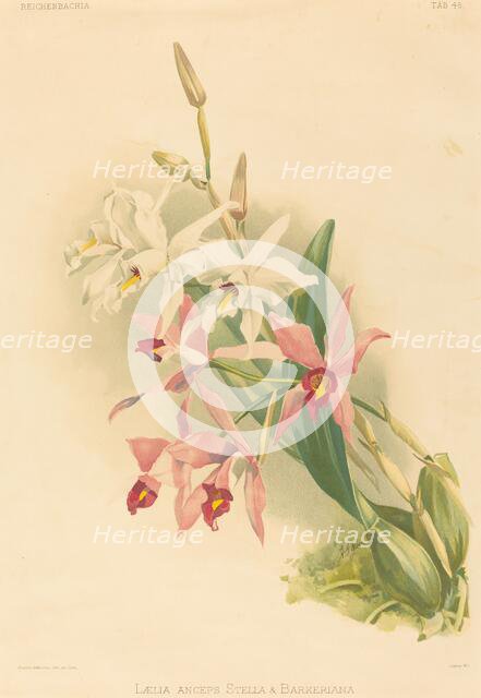 Laelia Anceps Stella & Barkeriana. Creator: Joseph Mansell.
