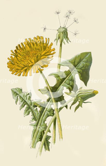 'Dandelion', 1877. Creator: Frederick Edward Hulme.