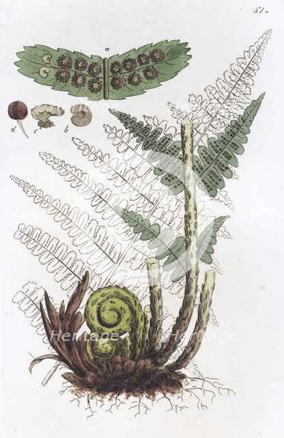 Male Fern (Dryopteris filix-mas), 1804-1811. Artist: Johan Wilhelm Palmstruch