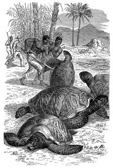 Green Turtle being caught by hunters, 1884. Artist: Unknown