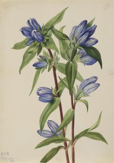 Bottle Gentian (Gentiana saponaria), 1924. Creator: Mary Vaux Walcott.