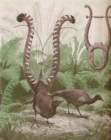 'The Wonderful Tail of the Lyre Bird', 1935. Artist: Unknown.