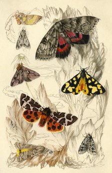 Moths, 19th century. Creator: Unknown.