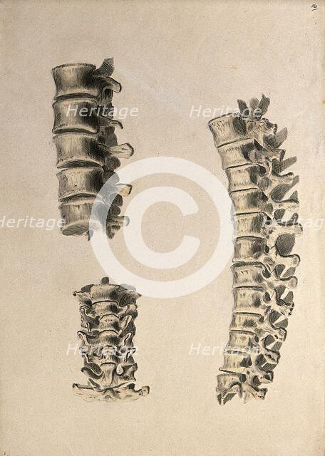 Vertebrae: three figures, 1830-1835. Creator: Unknown.