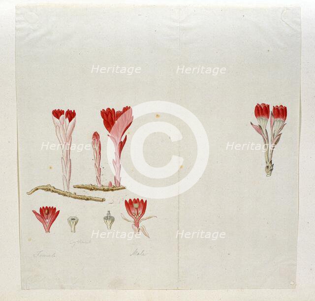 Cytinus Sanguineus (Thunb.) Faurc., 1777-1786. Creator: Robert Jacob Gordon.