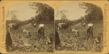 View of African American workers in a cotton field near Atlanta, c1890. Creator: HL Roberts & Co.