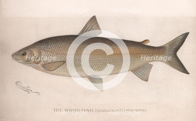 The White Fish (Coregonus Clupeiformis), c.1920s Artist: Unknown
