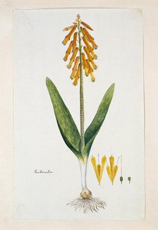 Lachenalia aloides (L.f.) Engl. var. aurea (Opal flower), 1777-1786. Creator: Robert Jacob Gordon.