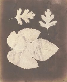 1. Foglia di Fico. 2. Foglia di Spino bianco, ossia Crataegus, 1839-40. Creator: William Henry Fox Talbot.