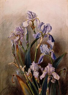 Blue iris flowers, 1901. Creator: JA Sherlock.