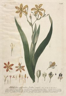 Plantae Selectae: No. 52 - Ixia. Creator: Georg Dionysius Ehret (German, 1708-1770); Christopher Jacob Trew (German).