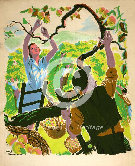 Apple picking, between 1939 and 1946. Creators: Central Office of Information, Percy Drake Brookshaw.