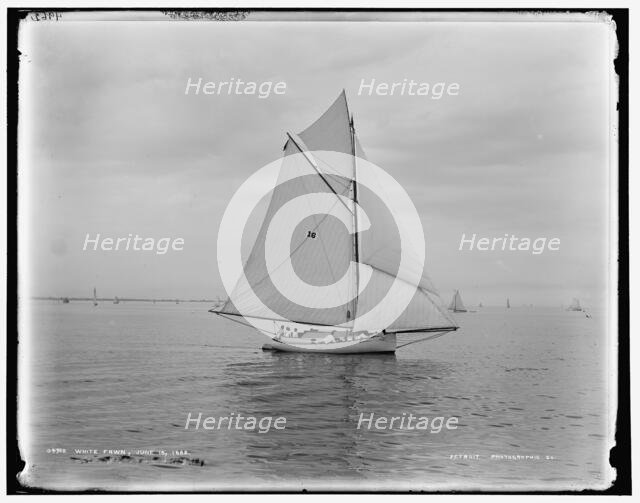 White Fawn, 1888 June 18. Creator: Unknown.