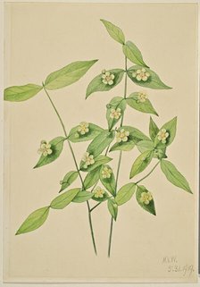 Strawberry Bush (Euonymus americanus), 1919. Creator: Mary Vaux Walcott.