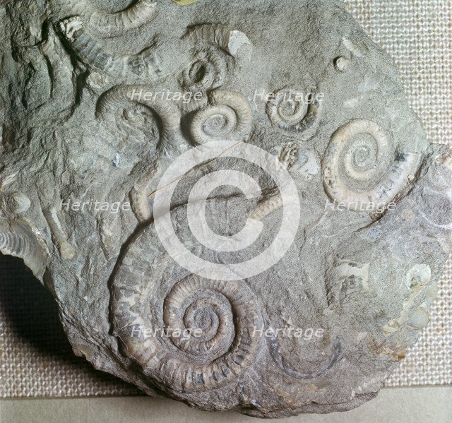 Fossils in Jurassic rocks. Artist: Unknown