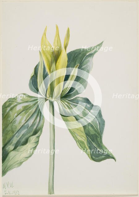 Wake-Robin (Trillium underwoodii), 1937. Creator: Mary Vaux Walcott.