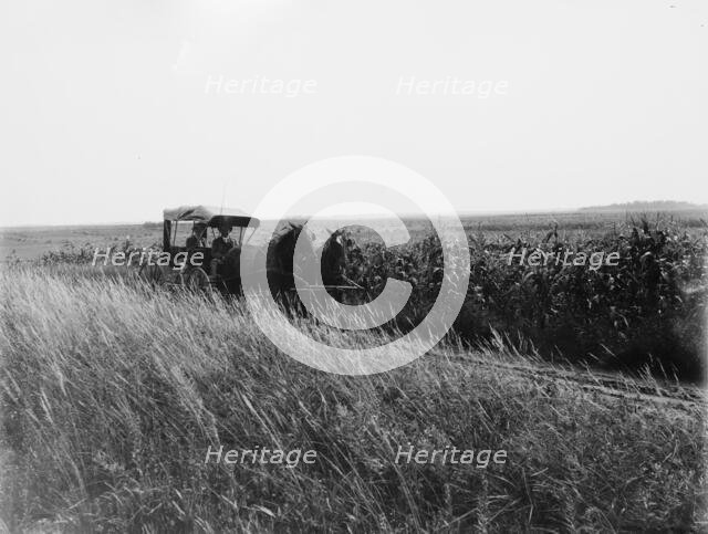 Tracey (i.e. Tracy), Minn., a country road, between 1880 and 1899. Creator: Unknown.