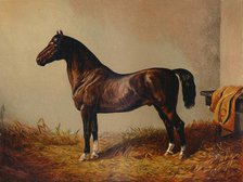 'Entire Pony Hack "Don Carlos", c1897. Creator: Unknown.
