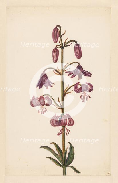 Martagon Lily (Lilium martagon), late 17th-early 18th century?  Creator: Alida Withoos.