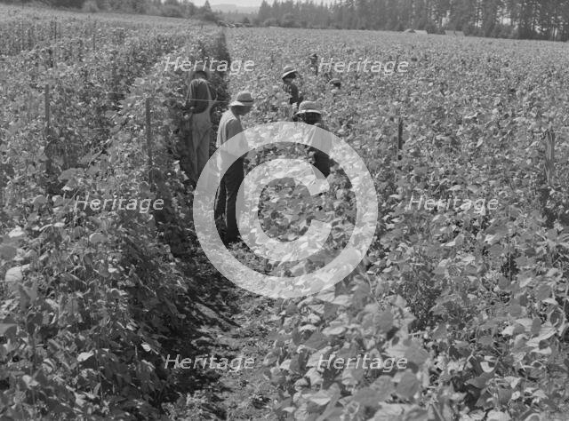 Bean pickers at harvest time Oregon, Marion County, near West Stayton, Marion County, Oregon, 1939. Creator: Dorothea Lange.