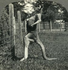 'The Kangaroo, Native Only to Australia, Melbourne, Victoria', c1930s. Creator: Unknown.