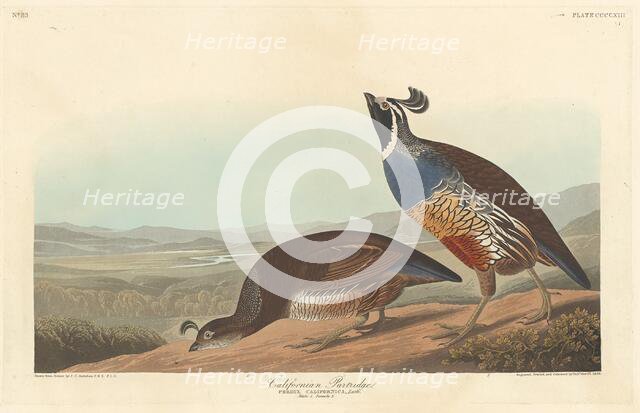Californian Partridge, 1838. Creator: Robert Havell.