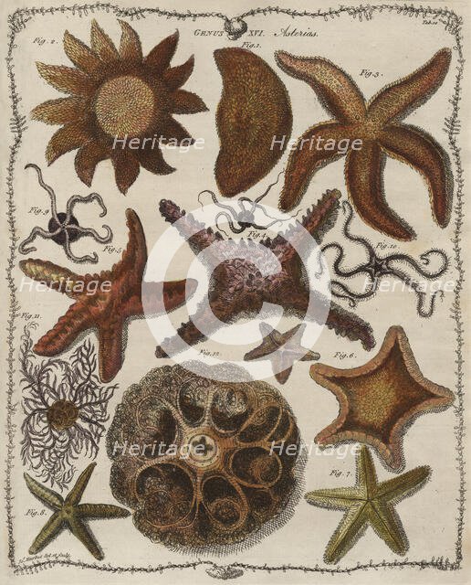 'Asterias' (Starfish), 1781.  Creator: James Barbut.