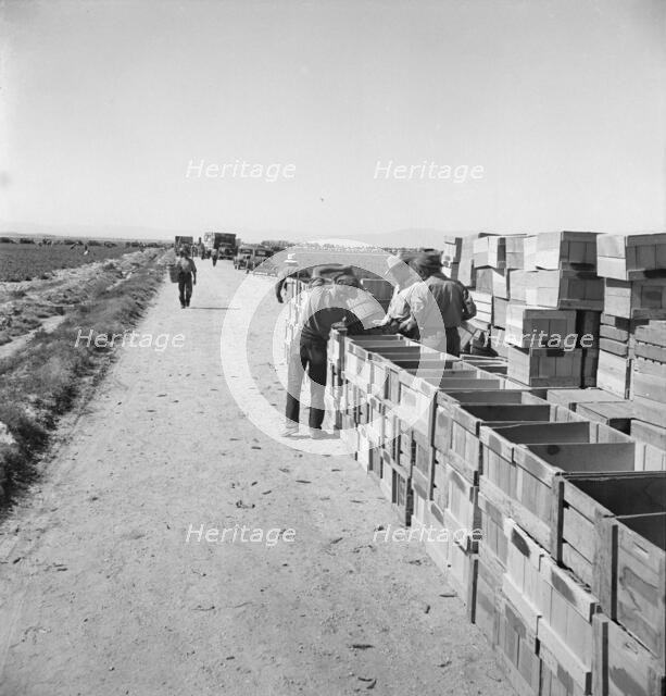 Pea harvest, Large-scale industrialized agriculture on Sinclair Ranch, Imperial Valley, CA, 1939. Creator: Dorothea Lange.