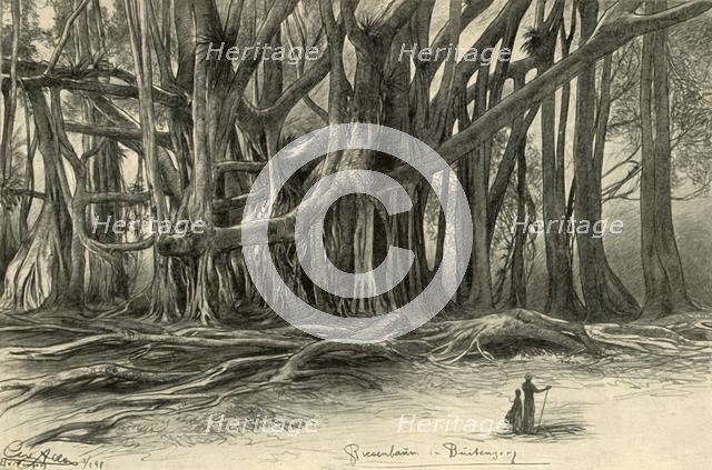 Giant trees in Buitenzorg, Java, 1898.  Creator: Christian Wilhelm Allers.