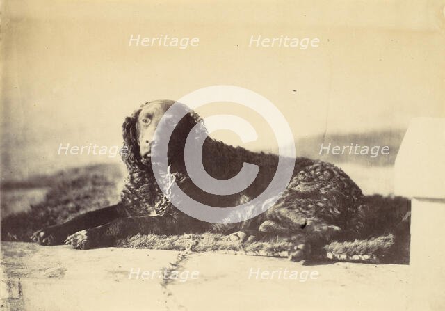 Peter, 1860. Creator: Alfred Capel-Cure.