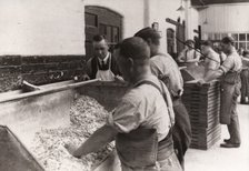 Men hand sugaring fruit pastilles, Rowntree factory, York, Yorkshire, 1920. Artist: Unknown