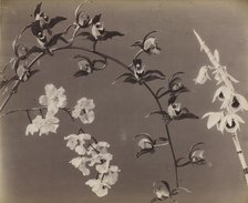 Study of Orchids, c. 1870s. Creator: Unidentified Photographer.